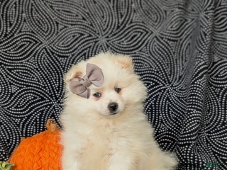 Pomeranian dogs Pipa - Ad 12