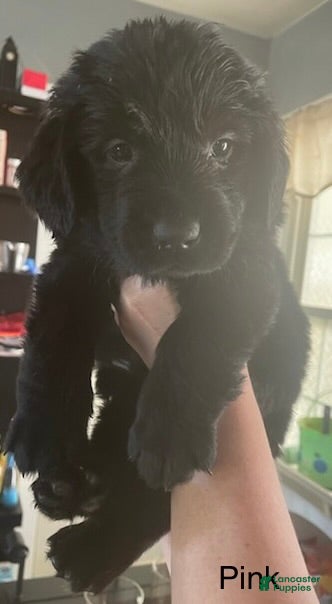 Newfoundland dogs for sale: Newfoundland Puppy 2 - Ad 2