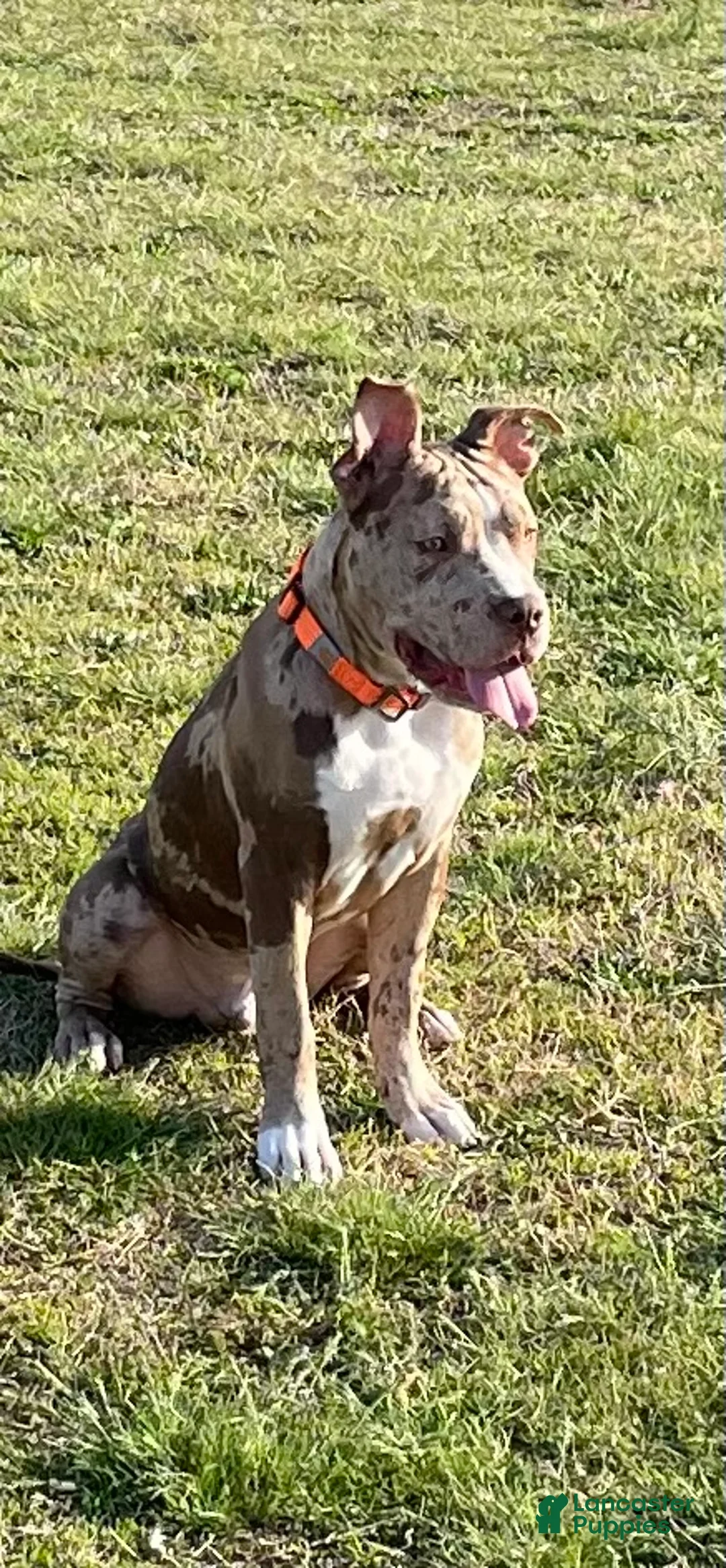 American Pit Bull Terrier dogs for sale: American Pit Bull Terrier Puppy 1 - Ad 2