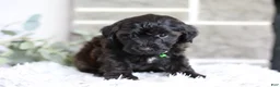 Yorkiepoo dogs for sale: Charlie  - Ad 6