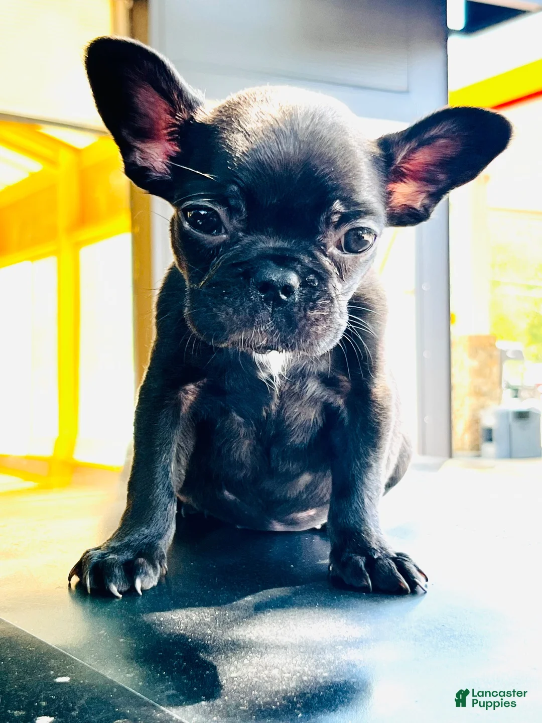 French Bulldog dogs for sale: French Bulldog 2 “Girl” - Ad 2