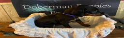 Doberman Pinscher dogs for sale: Purple collared female - Ad 1