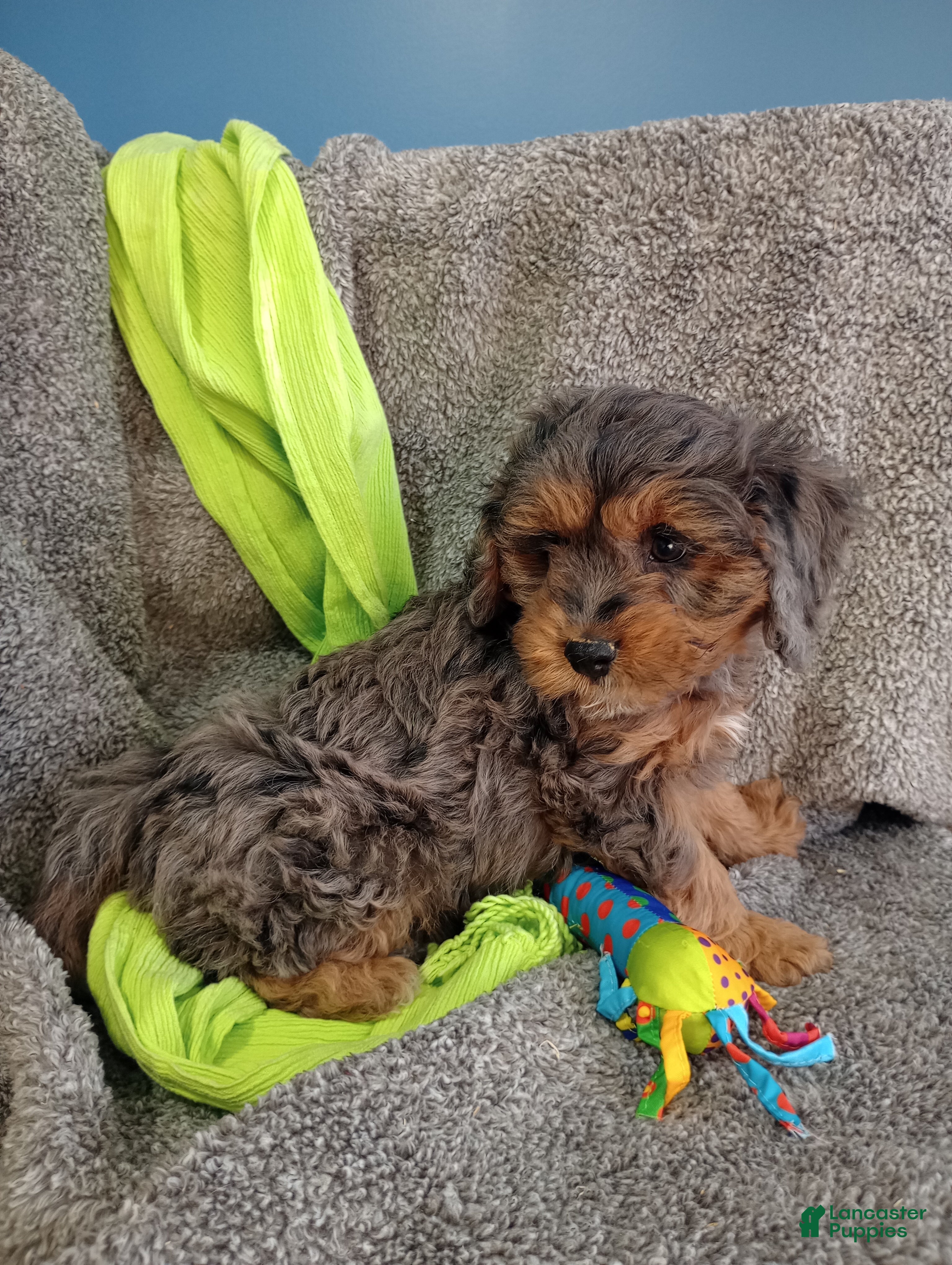 Cavapoo dogs Forrest - Ad 1