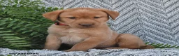 Labrador Retriever dogs for sale: Charles  - Ad 2