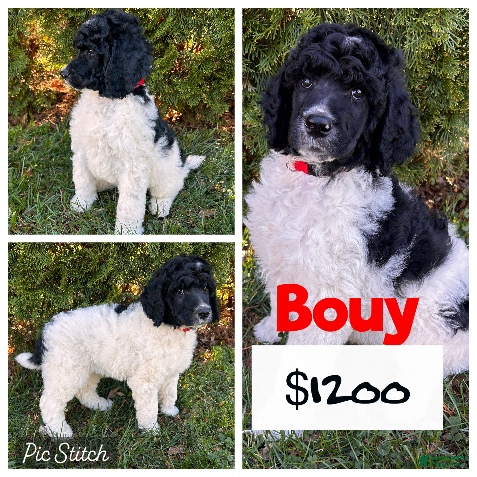 Standard Poodle dogs ⚓️Bouy-AKC Standard🐩 - Ad 1