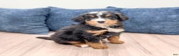 Mini Bernedoodle dogs for sale: Benji - Ad 3