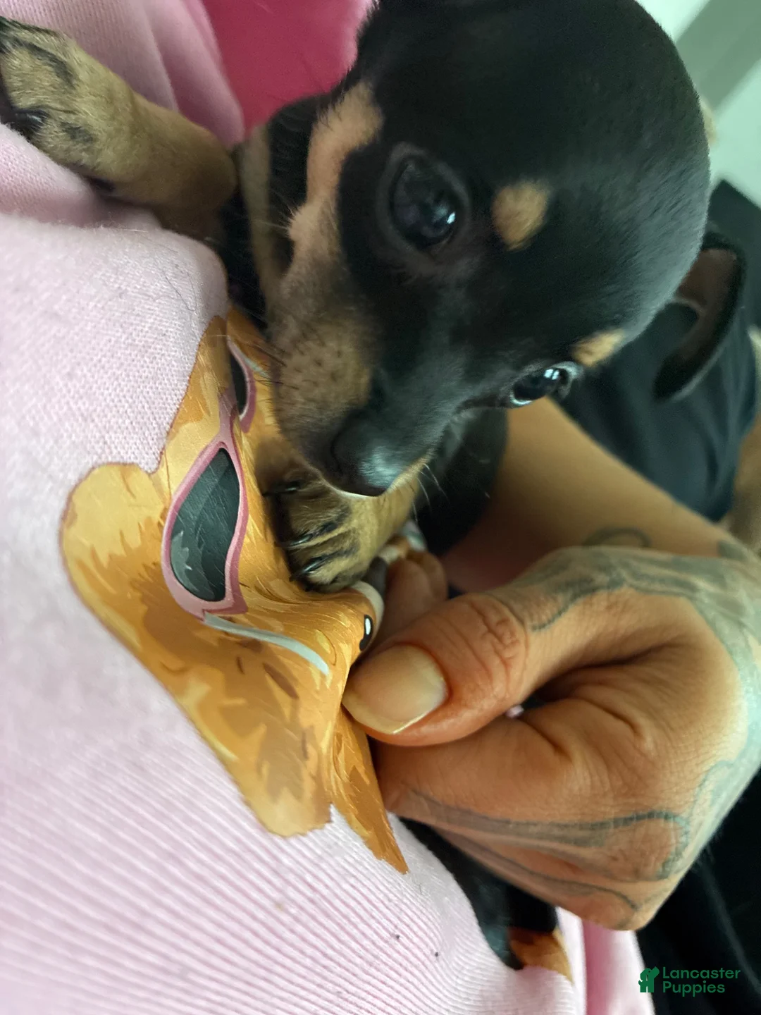 Mixed Breed dogs for sale: Queen aka Q  - Ad 2