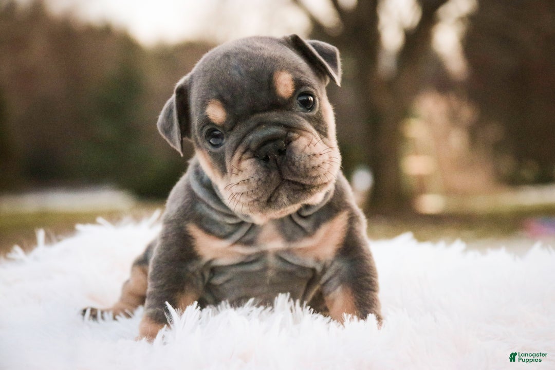 English Bulldog dogs for sale: Xena - Ad 1