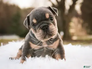 English Bulldog dogs Xena - Ad 37