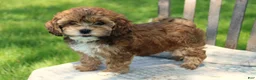 Havapoo dogs for sale: Tina - Ad 6