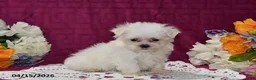 Maltese dogs for sale: Toby - Ad 4