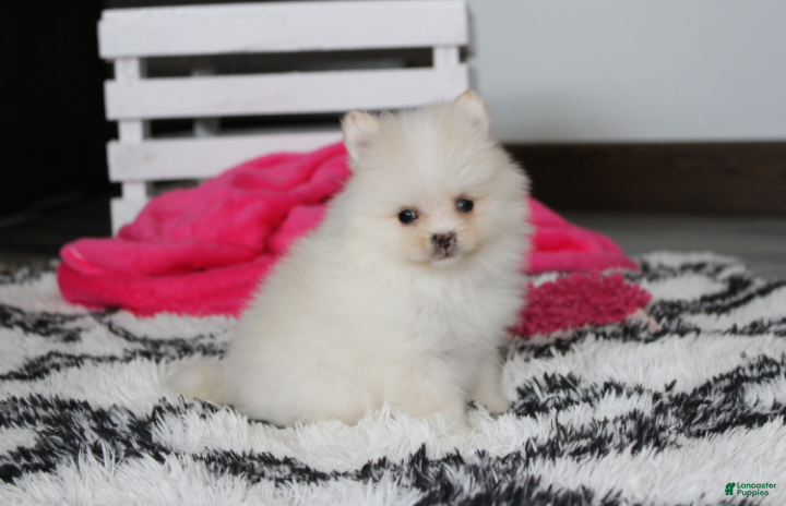 Pomeranian dogs Remi - Ad 2
