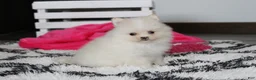 Pomeranian dogs for sale: Remi - Ad 2