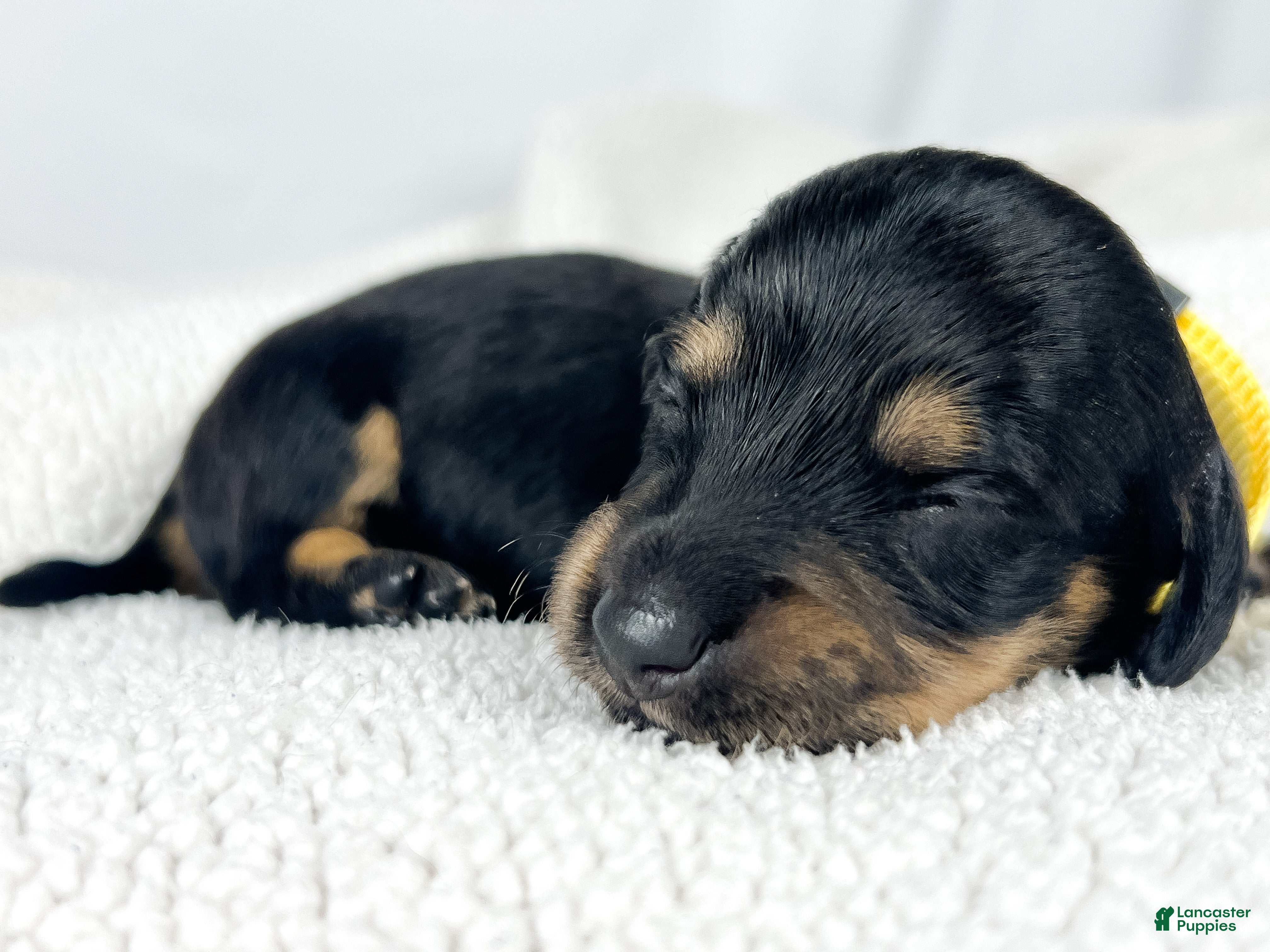 Miniature Dachshund dogs Vanilla - Ad 18