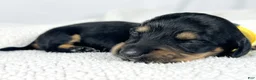 Miniature Dachshund dogs for sale: Vanilla - Ad 1