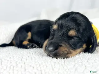 Miniature Dachshund dogs Vanilla - Ad 18