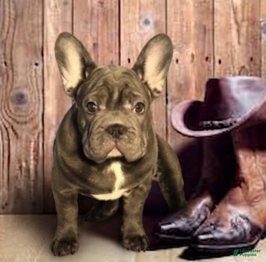 French Bulldog dogs French Bulldog 5 - Ad 37