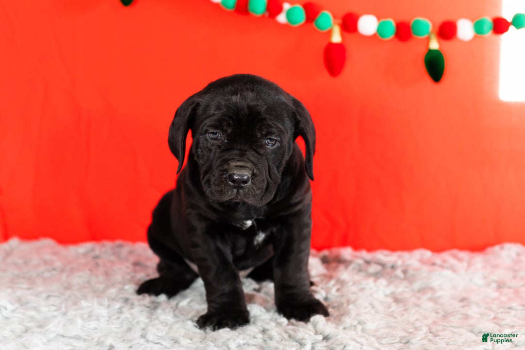 Cane Corso dogs for sale: Millie - Ad 2