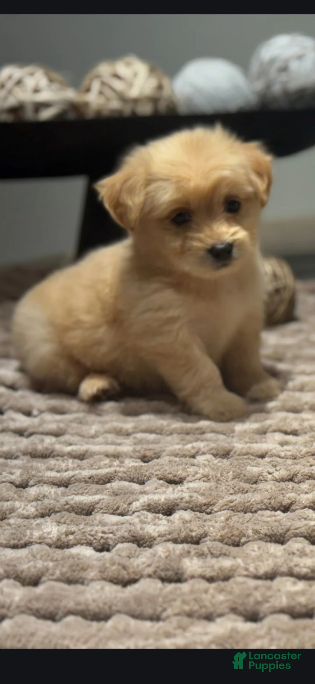 Maltipoo dogs for sale: Kora - Ad 1