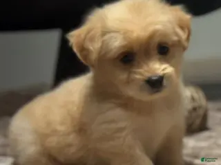 Maltipoo dogs Kora - Ad 10