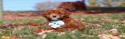 Miniature Poodle dogs for sale: Drumstick - Ad 3