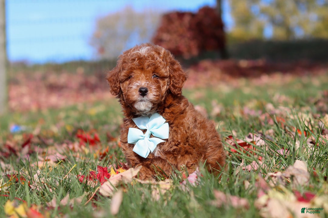 Miniature Poodle dogs for sale: Drumstick - Ad 3