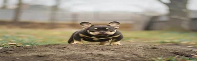 HE 