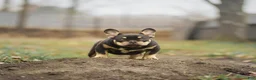 French Bulldog dogs for sale: HE  - Ad 1