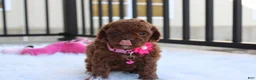 Toy Poodle dogs for sale: Macy - Ad 8