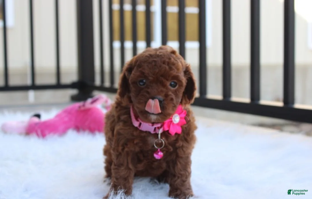 Toy Poodle dogs for sale: Macy - Ad 8