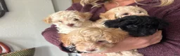 Maltipoo dogs for sale: Tater - Ad 2