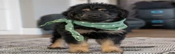 Mini Goldendoodle dogs for sale: Mr. Milo (Mini) - Ad 2