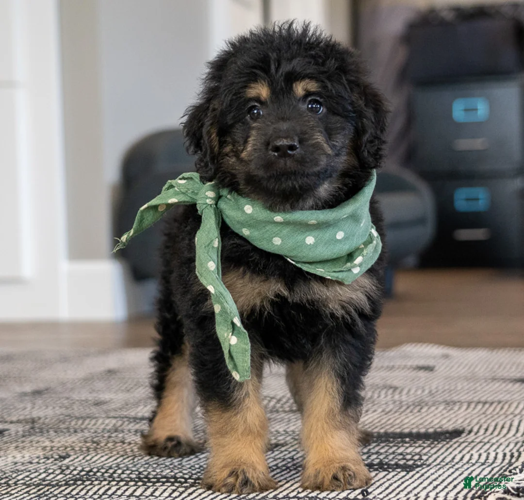 Mini Goldendoodle dogs for sale: Mr. Milo (Mini) - Ad 2