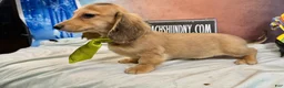 Miniature Dachshund dogs for sale: CReam  - Ad 4