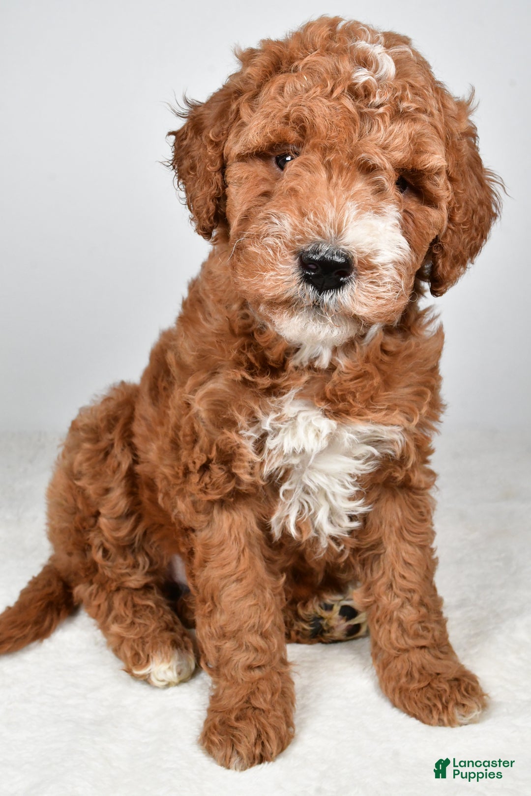 Labradoodle dogs for sale: Nikki - Ad 4