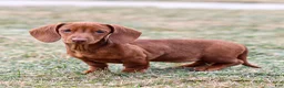 Miniature Dachshund dogs for sale: Willow - Ad 6