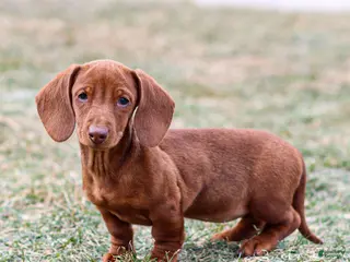 Miniature Dachshund dogs for sale: Willow - Ad 2
