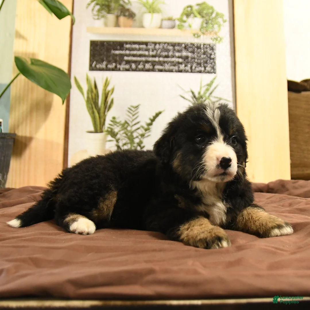 Bernedoodle dogs for sale: Reva - Ad 4