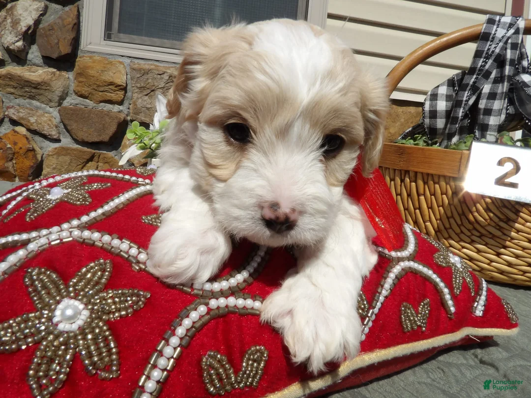 Gallery Image {{count}}