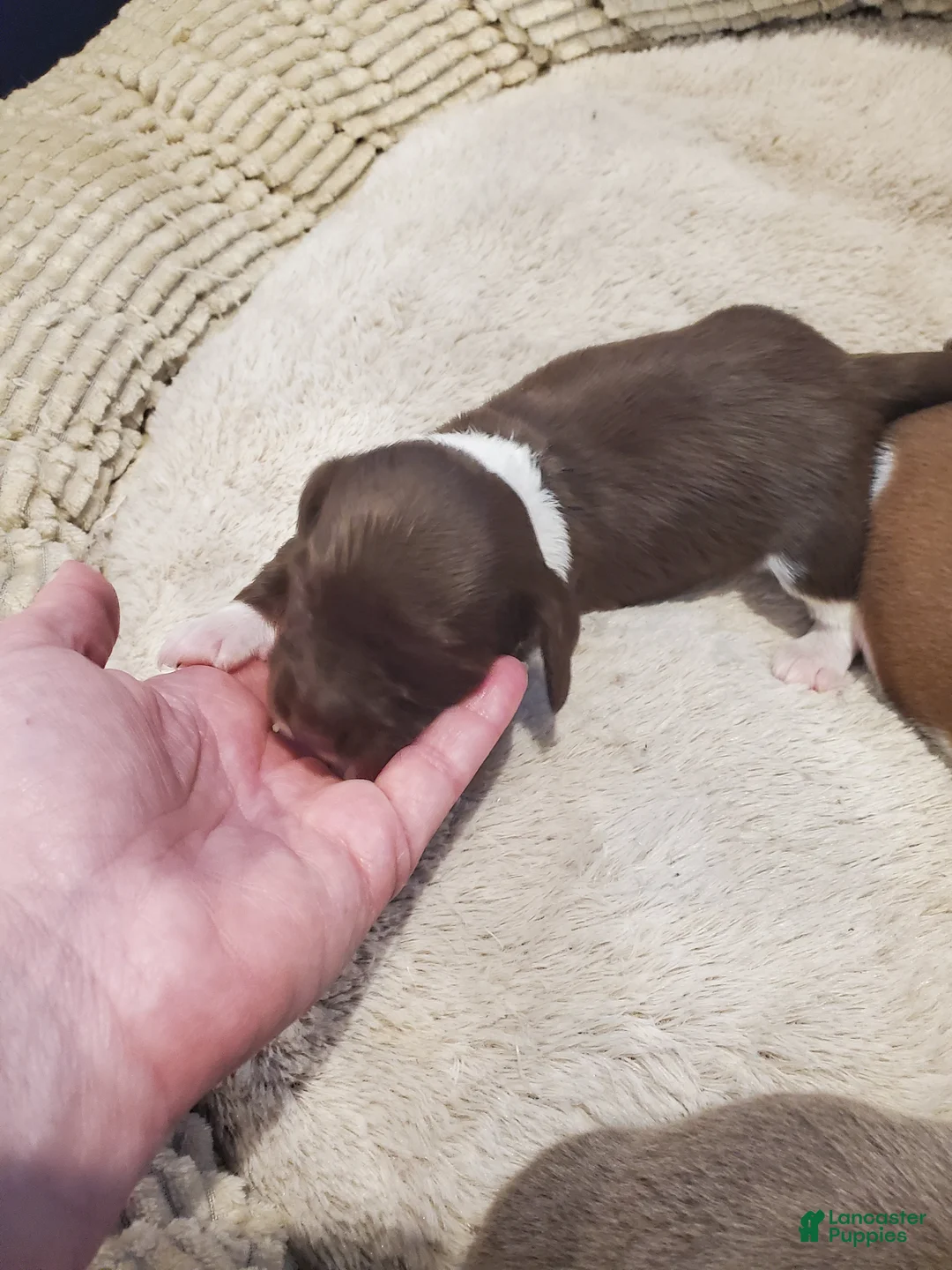 Dachshund dogs for sale: Dachshund Puppy 4 - Ad 1