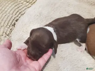 Dachshund dogs Dachshund Puppy 4 - Ad 12