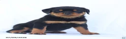 Rottweiler dogs for sale: Candy - Ad 5