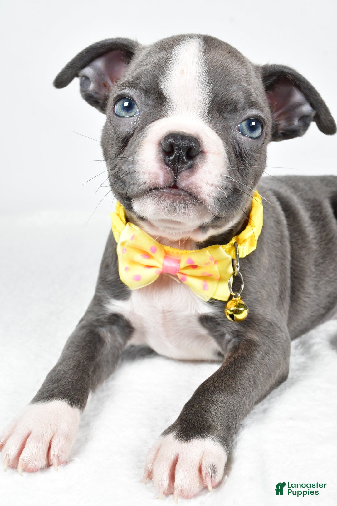 Boston Terrier dogs for sale: Wells - Ad 5