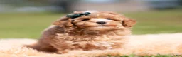 Toy Poodle dogs for sale: Popcorn AKC - Ad 4