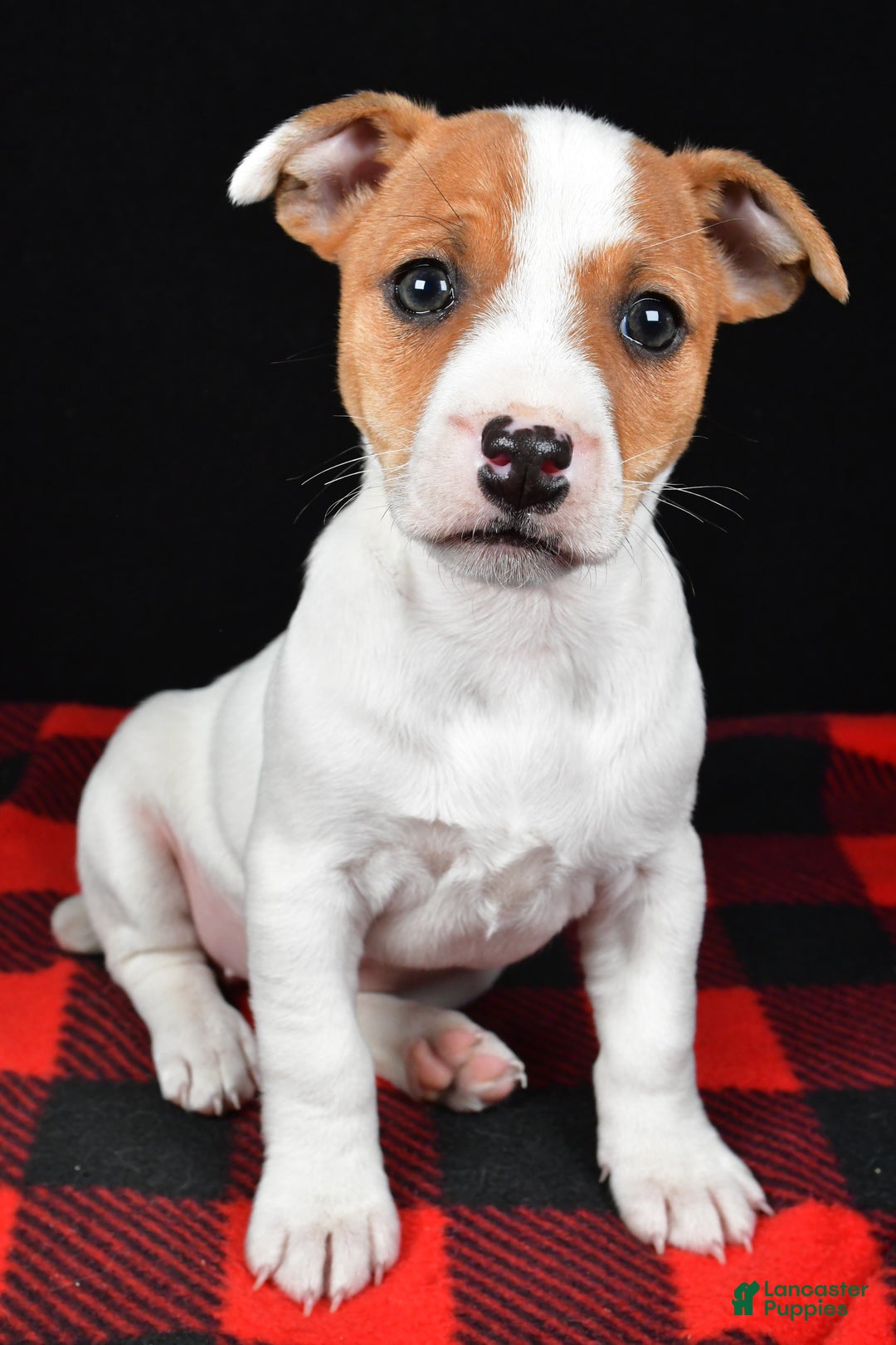 Jack Russell Terrier dogs for sale: Muffin - Ad 10
