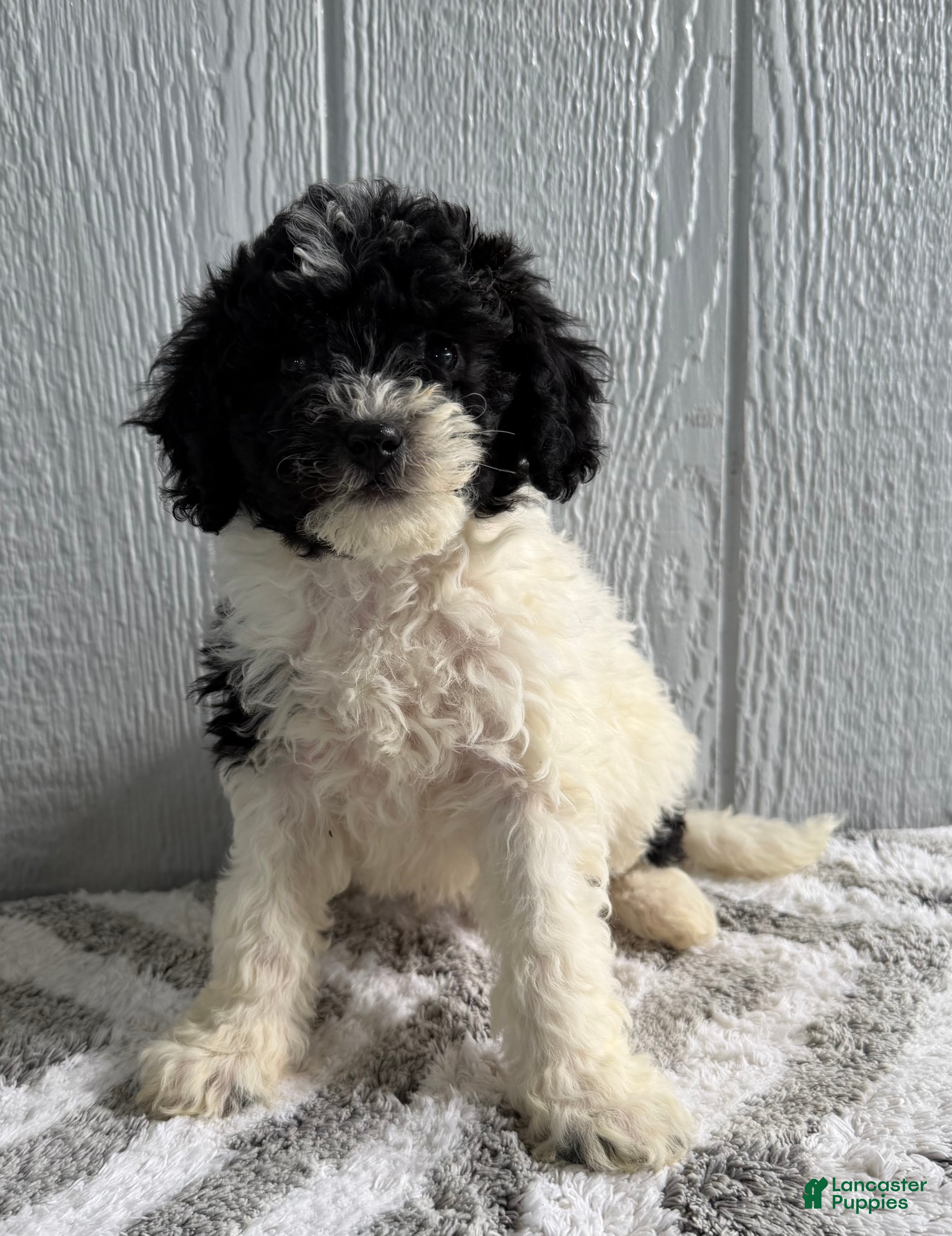 Mini Bernedoodle dogs Lacy - Ad 2
