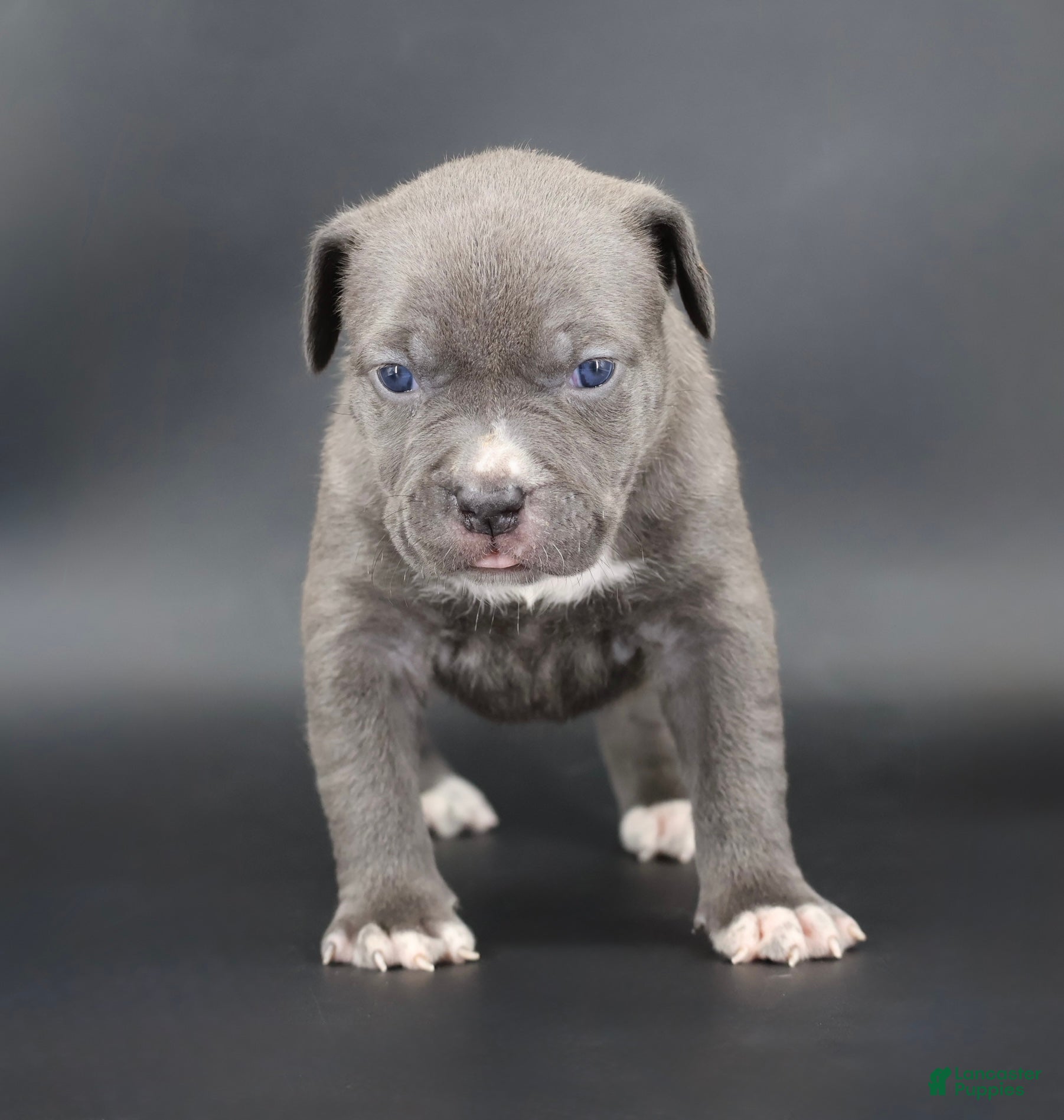 American Bully dogs Duchess - Ad 1