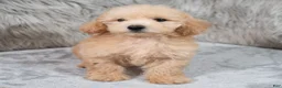 Mini Goldendoodle dogs for sale: Max ID: 3856 - Ad 5