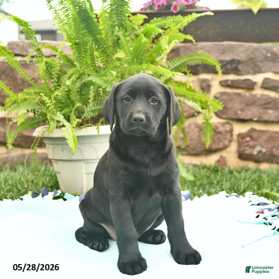 Labrador Retriever dogs Lady  - Ad 1