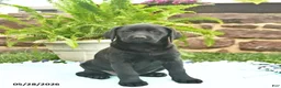 Labrador Retriever dogs for sale: Lady  - Ad 1